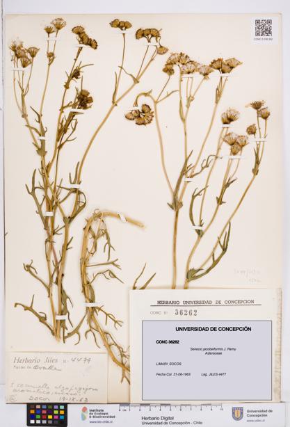 Senecio jacobeiformis [Espécimen: ]