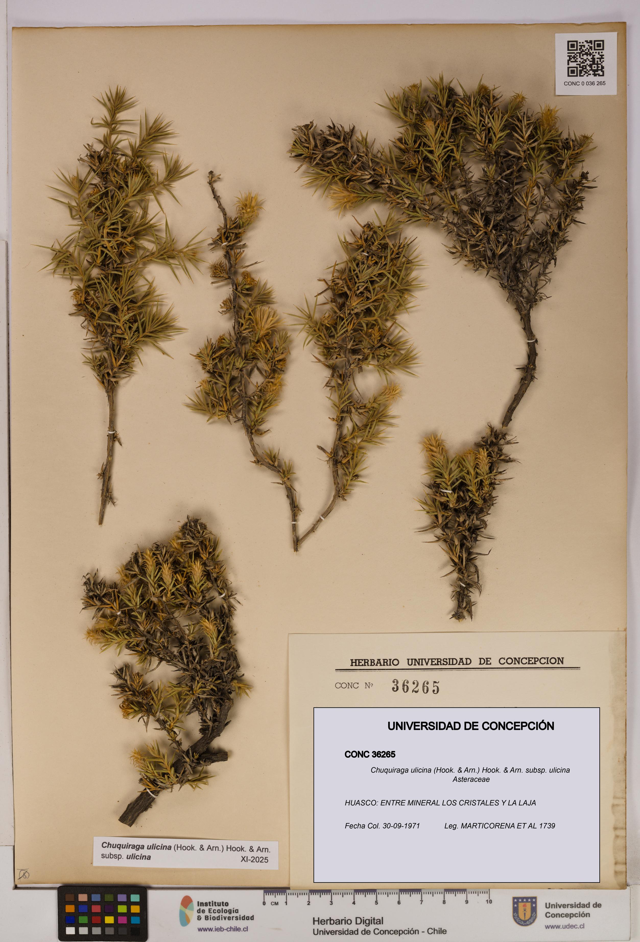 Chuquiraga ulicina subsp. ulicina [Espécimen: UDEC:CONC:0036265]