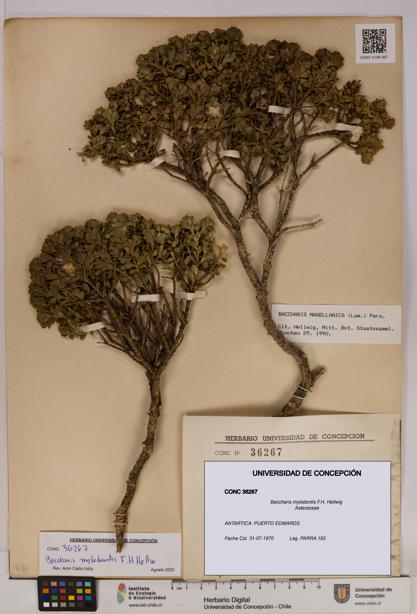 Baccharis mylodontis [Espécimen: UDEC:CONC:0036267]