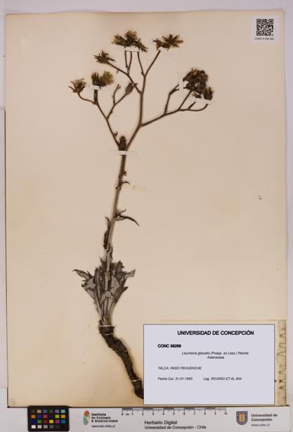 Leucheria glacialis [Espécimen: UDEC:CONC:0036269]