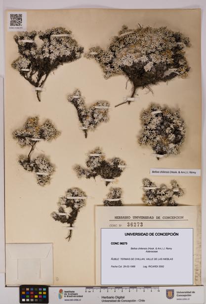 Belloa chilensis [Espécimen: UDEC:CONC:0036273]