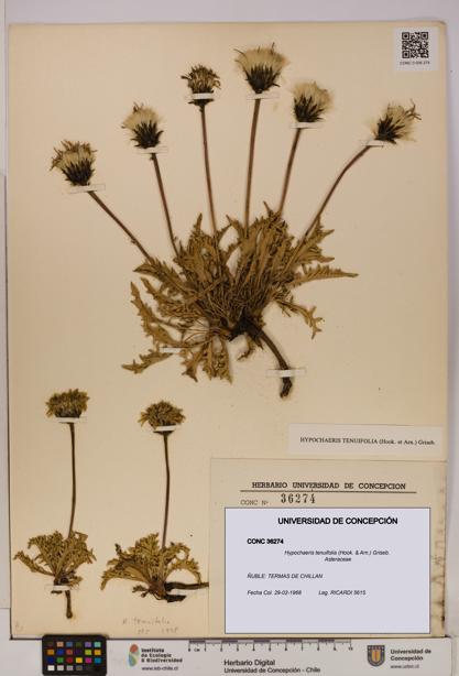 Hypochaeris tenuifolia [Espécimen: UDEC:CONC:0036274]