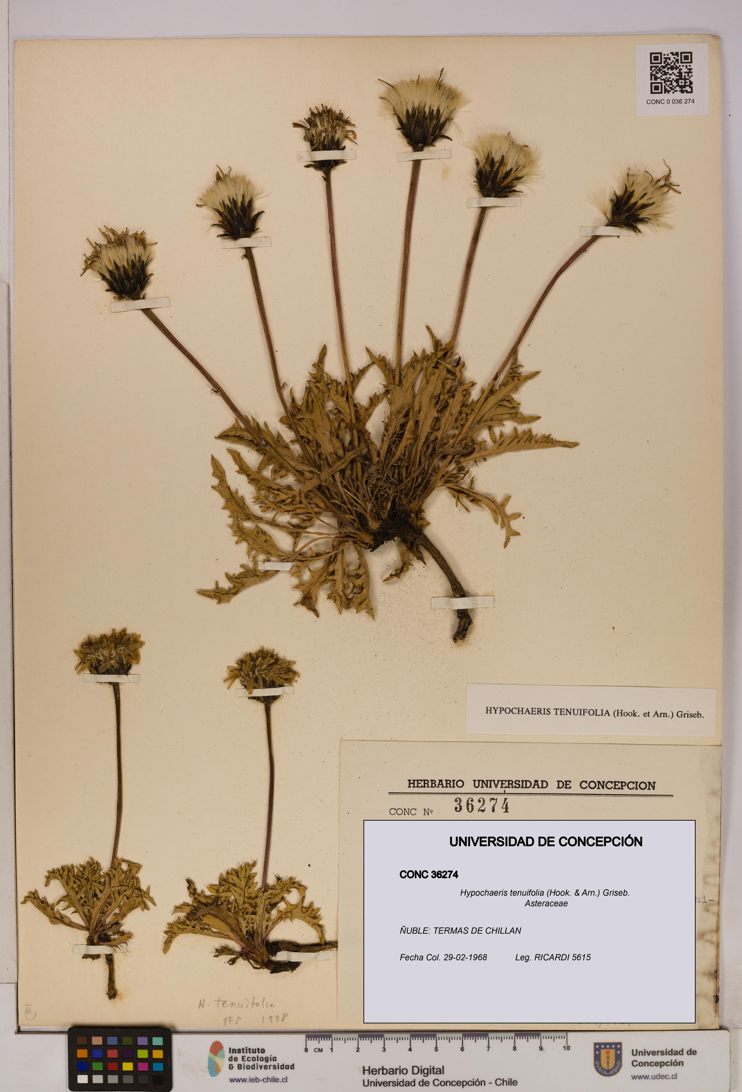 Hypochaeris tenuifolia [Espécimen: UDEC:CONC:0036274]