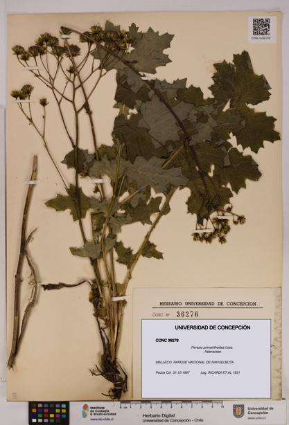 Perezia prenanthoides [Espécimen: UDEC:CONC:0036276]