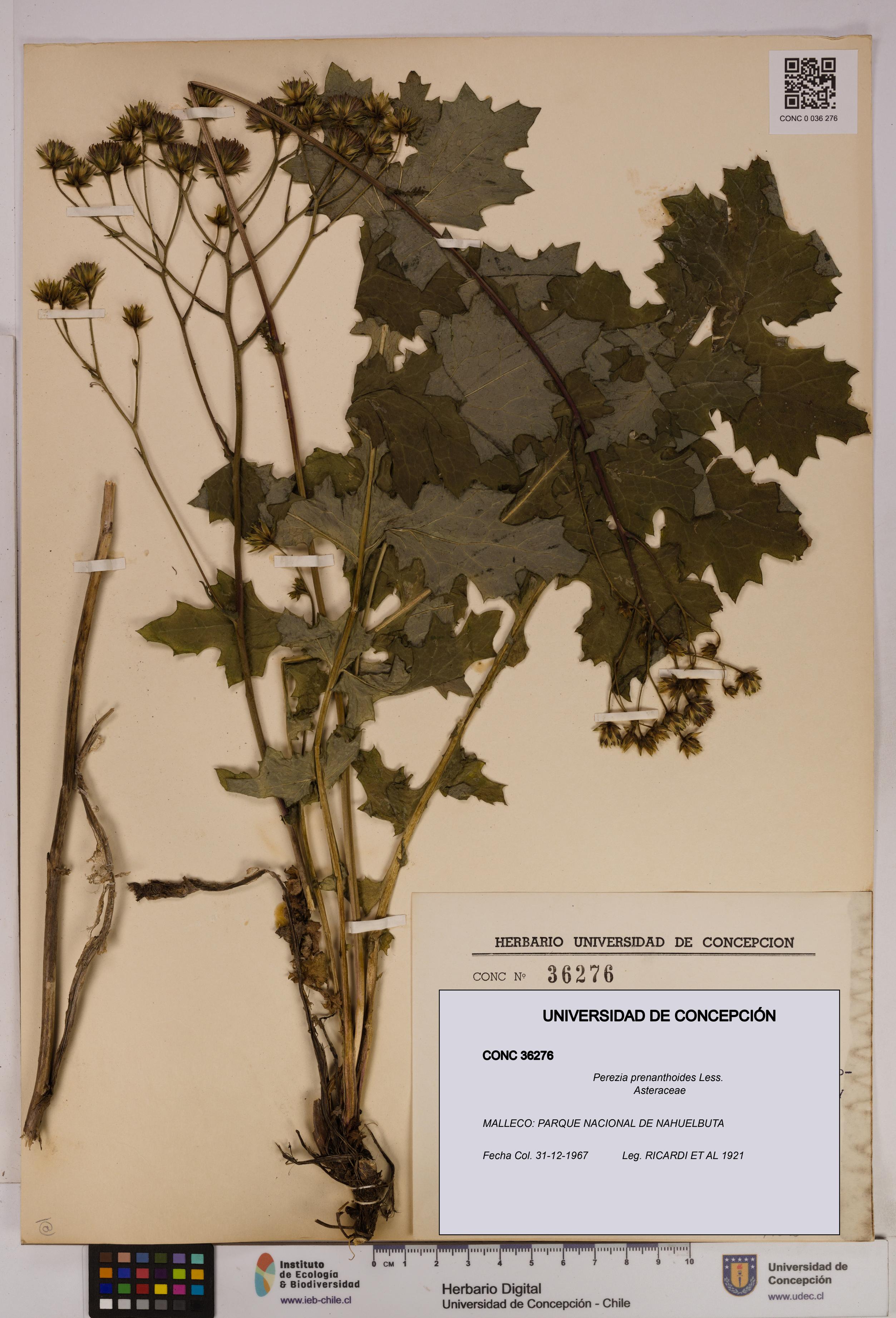 Perezia prenanthoides [Espécimen: UDEC:CONC:0036276]