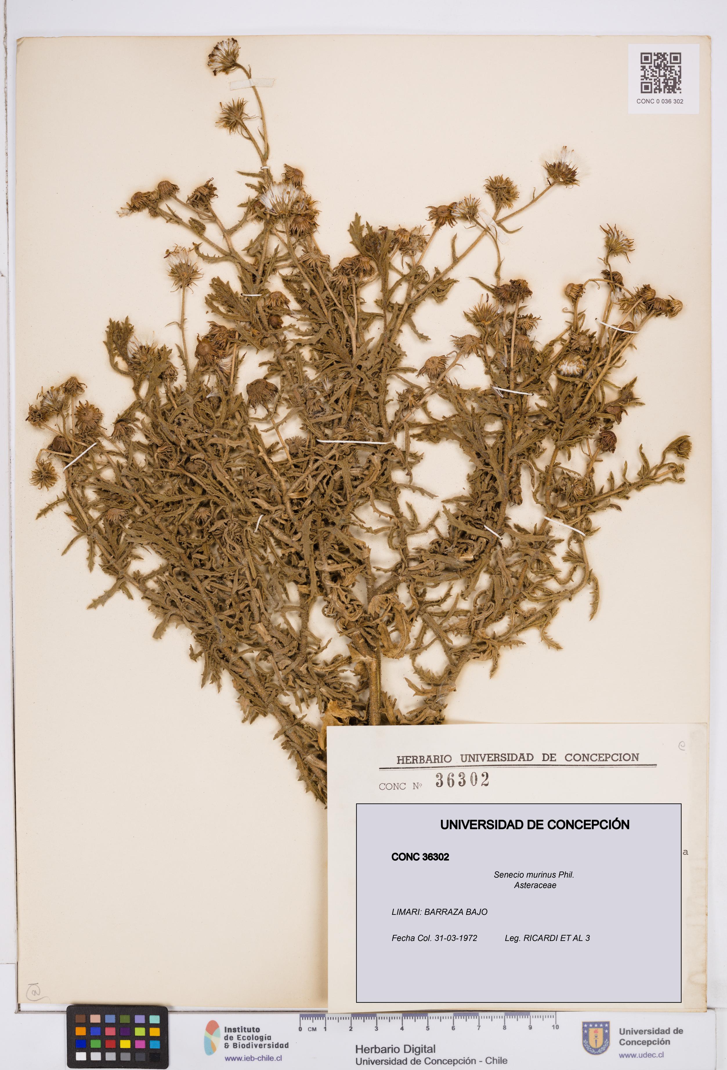 Senecio murinus [Espécimen: ]