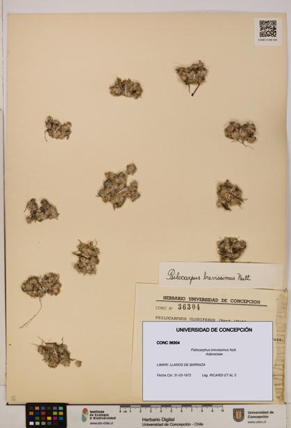Psilocarphus brevissimus [Espécimen: ]