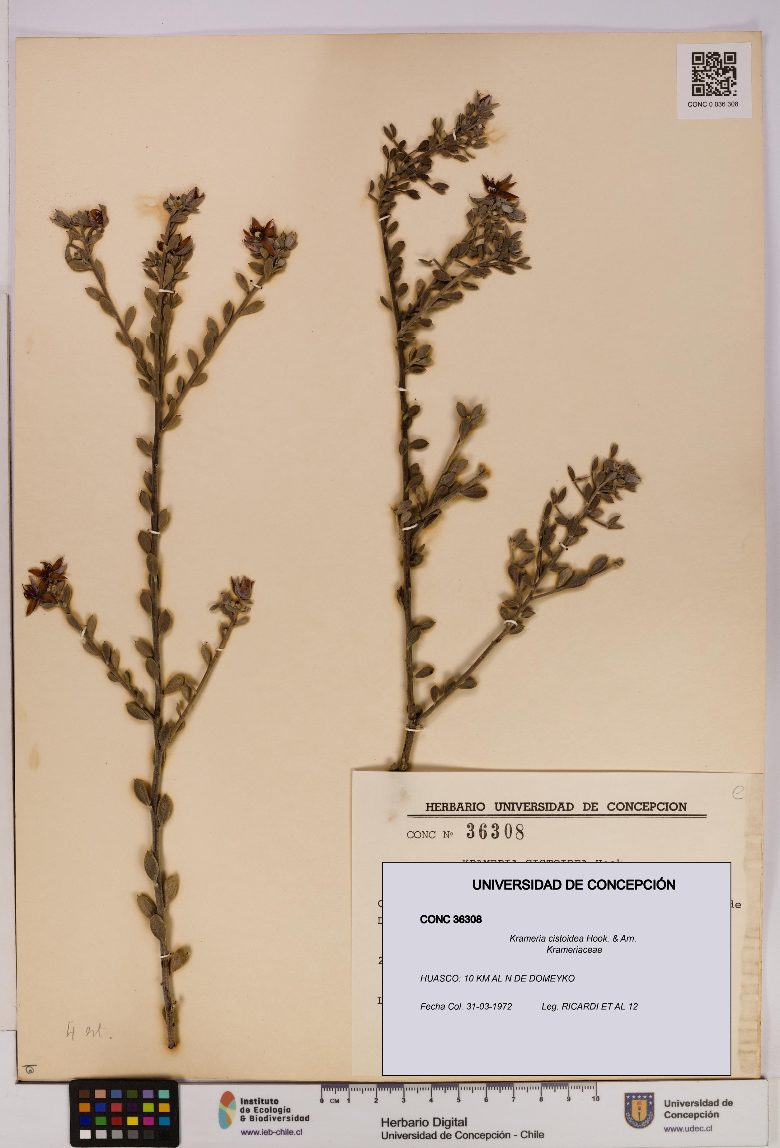 Krameria cistoidea [Espécimen: UDEC:CONC:0036308]