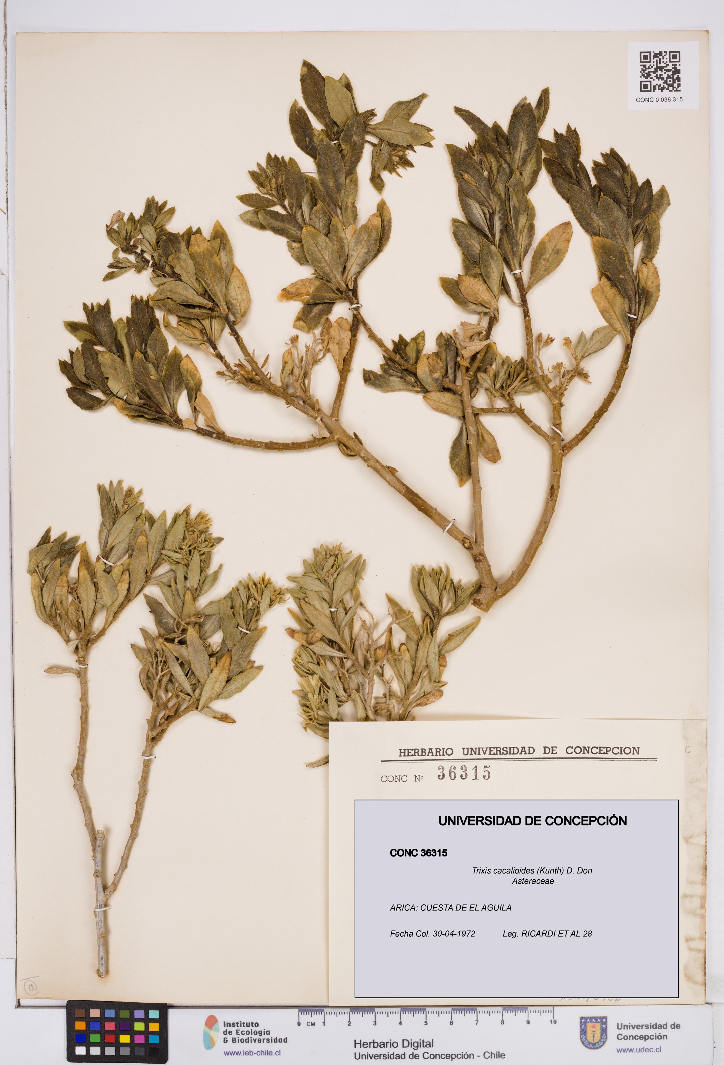 Trixis cacalioides [Espécimen: ]