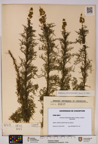 Ambrosia artemisioides [Espécimen: UDEC:CONC:0036317]