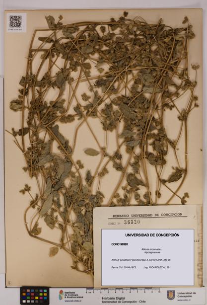 Allionia incarnata [Espécimen: UDEC:CONC:0036320]