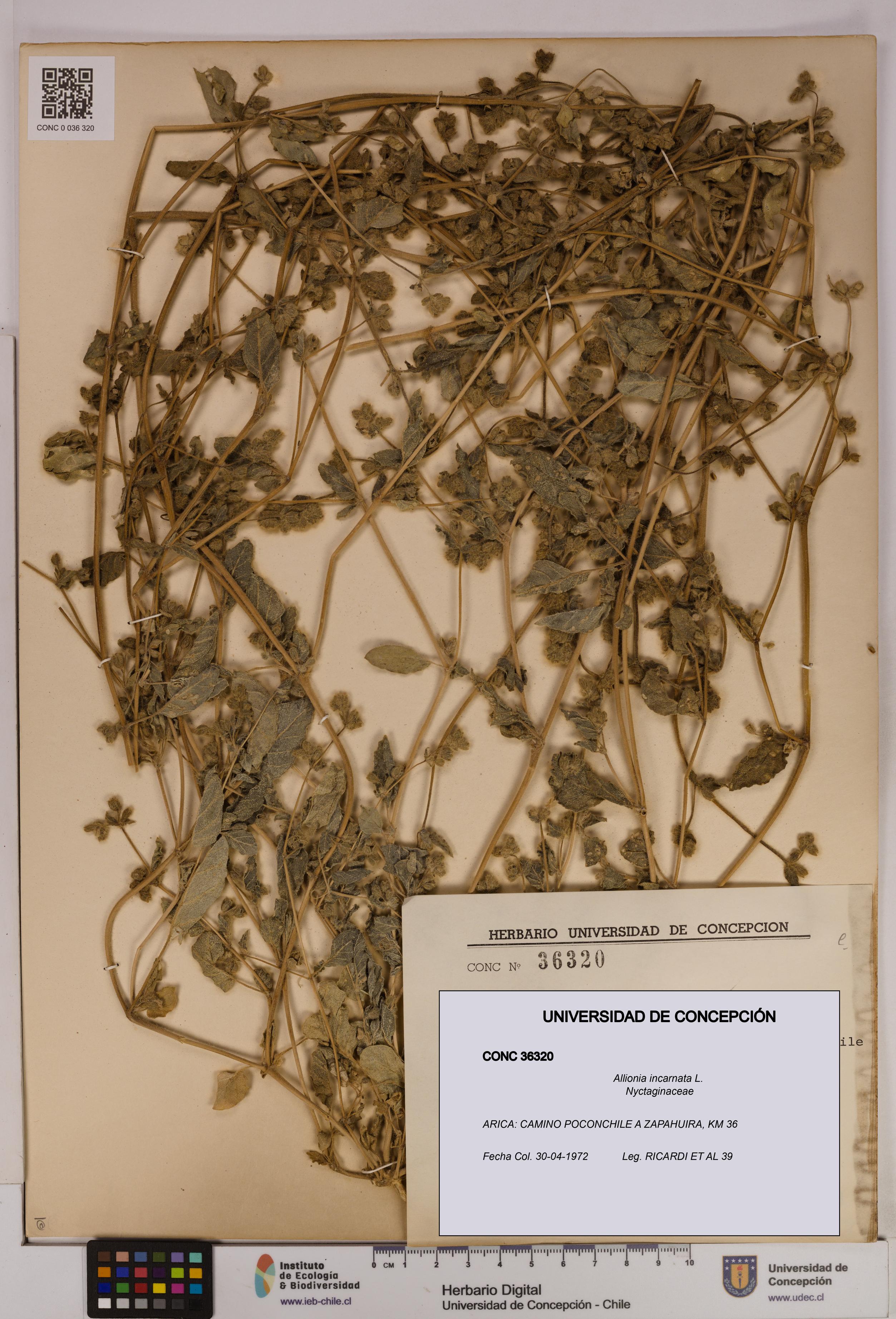 Allionia incarnata [Espécimen: UDEC:CONC:0036320]