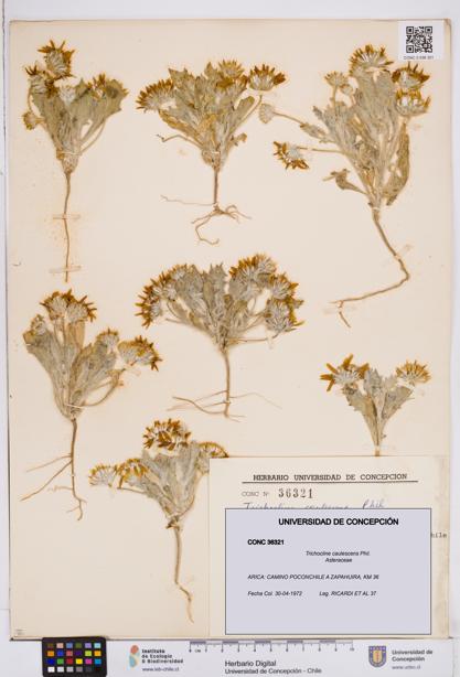 Trichocline caulescens [Espécimen: ]