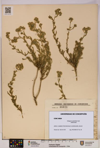 Helogyne apaloidea [Espécimen: UDEC:CONC:0036324]