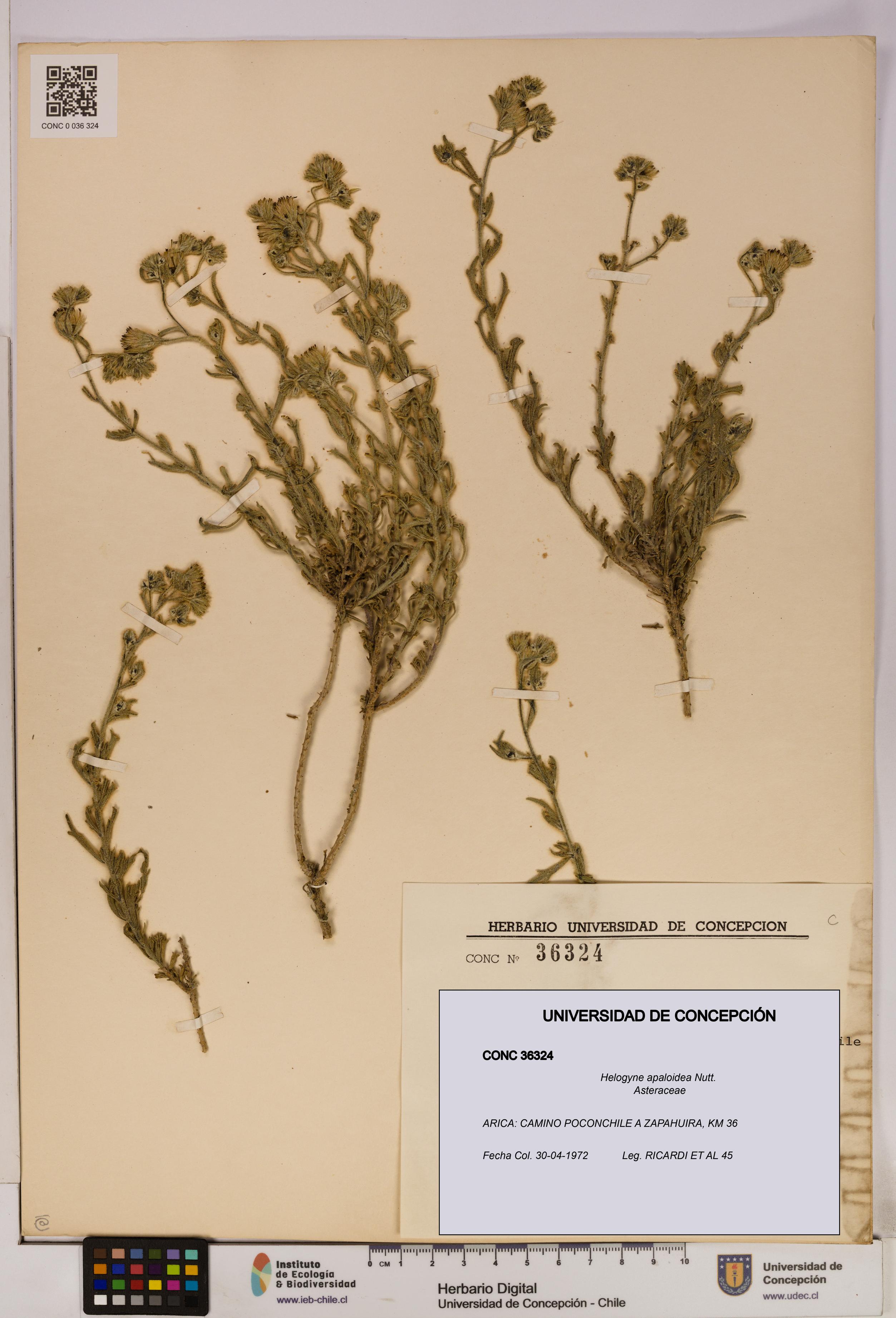 Helogyne apaloidea [Espécimen: UDEC:CONC:0036324]