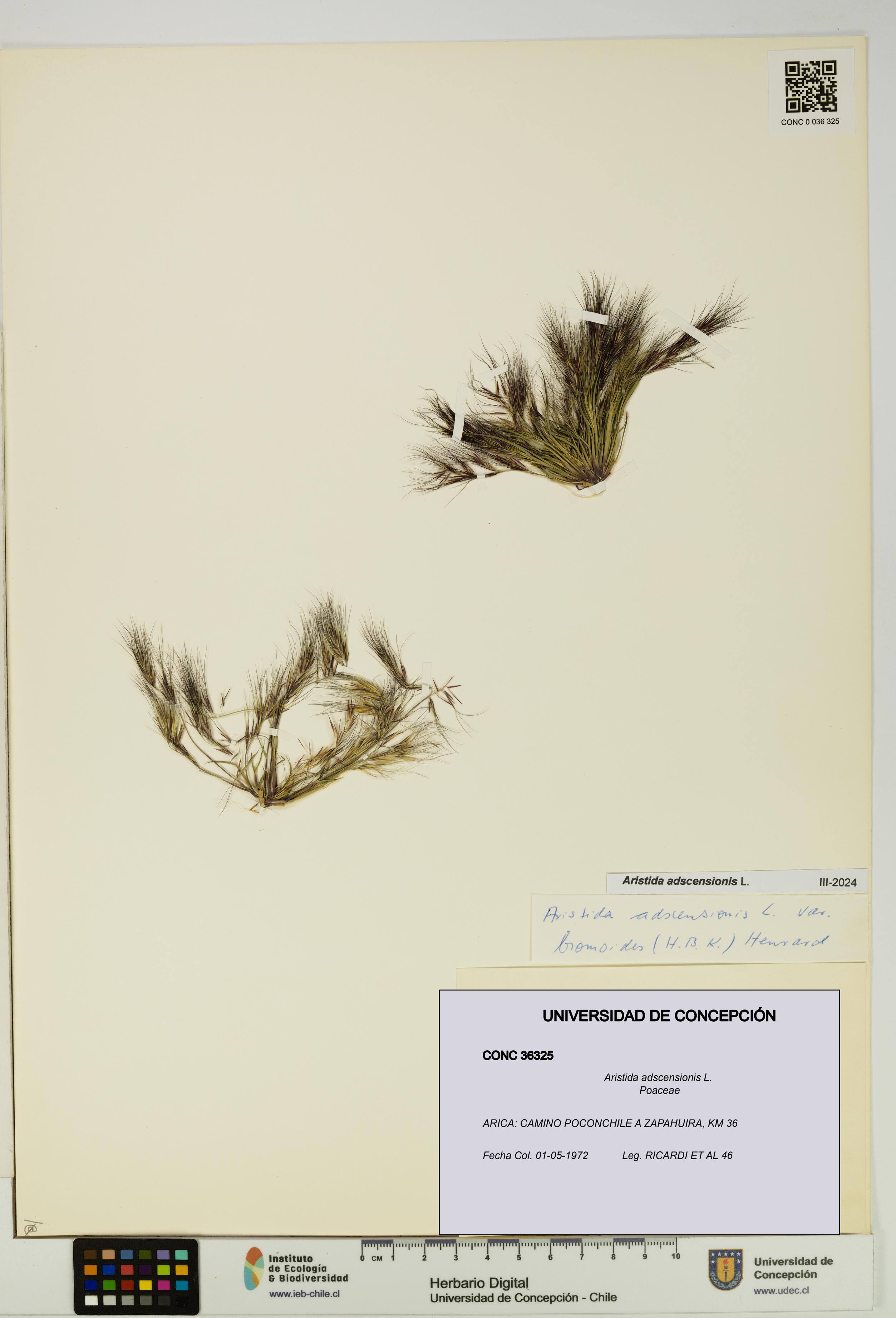 Aristida adscensionis [Espécimen: UDEC:CONC:0036325]