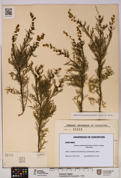 Ambrosia artemisioides [Espécimen: UDEC:CONC:0036333]