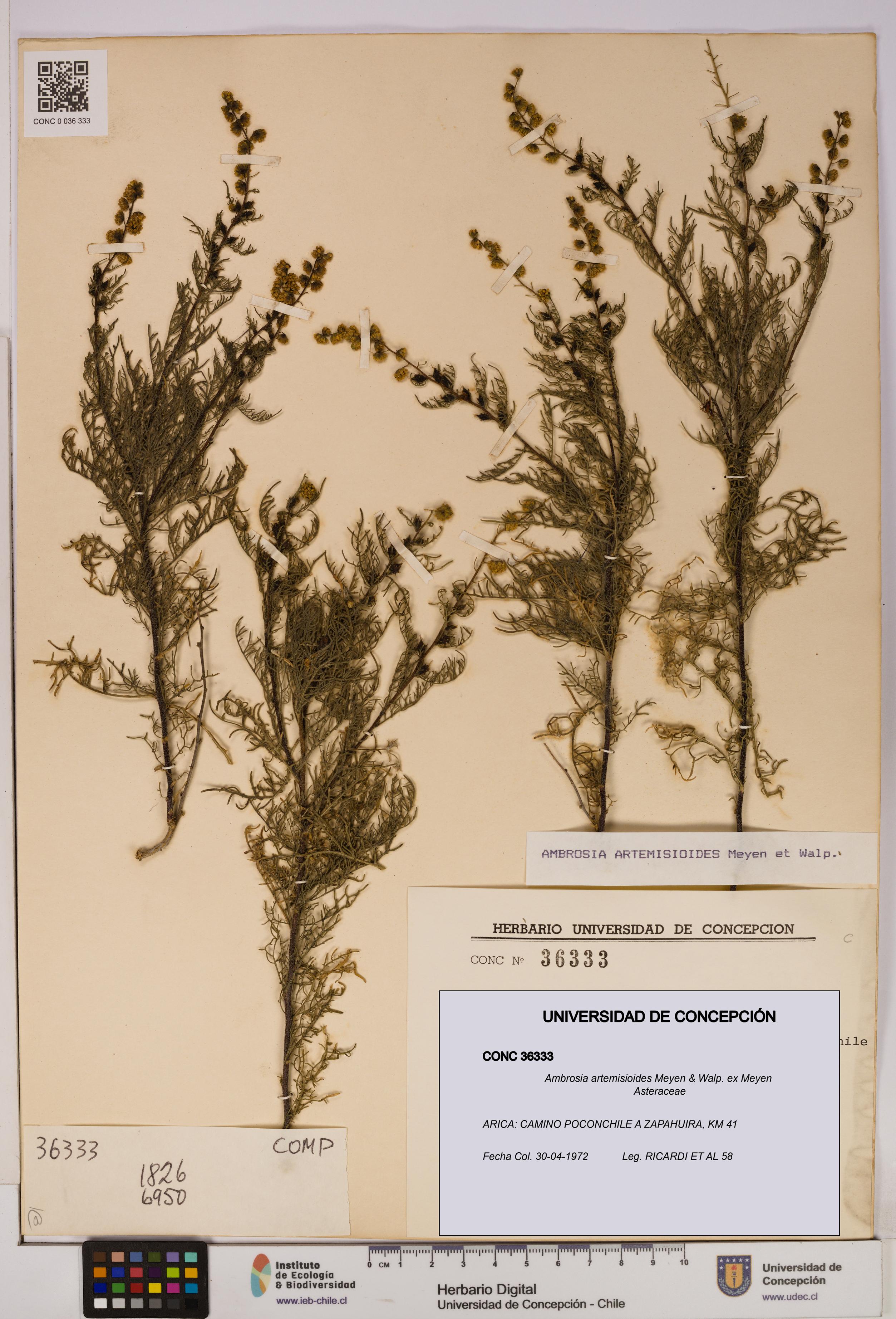 Ambrosia artemisioides [Espécimen: UDEC:CONC:0036333]