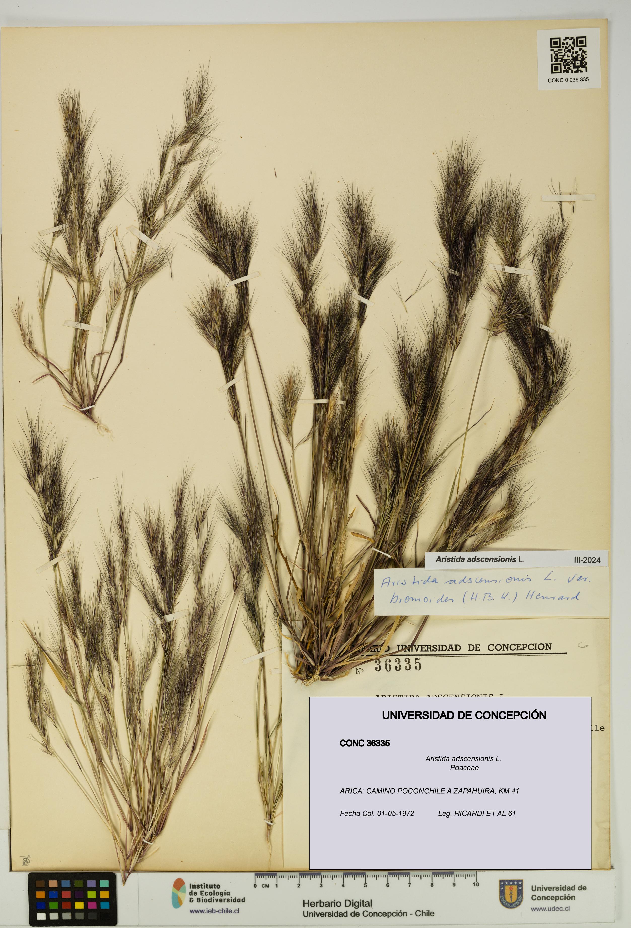 Aristida adscensionis [Espécimen: UDEC:CONC:0036335]