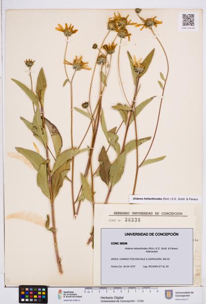 Aldama helianthoides [Espécimen: ]