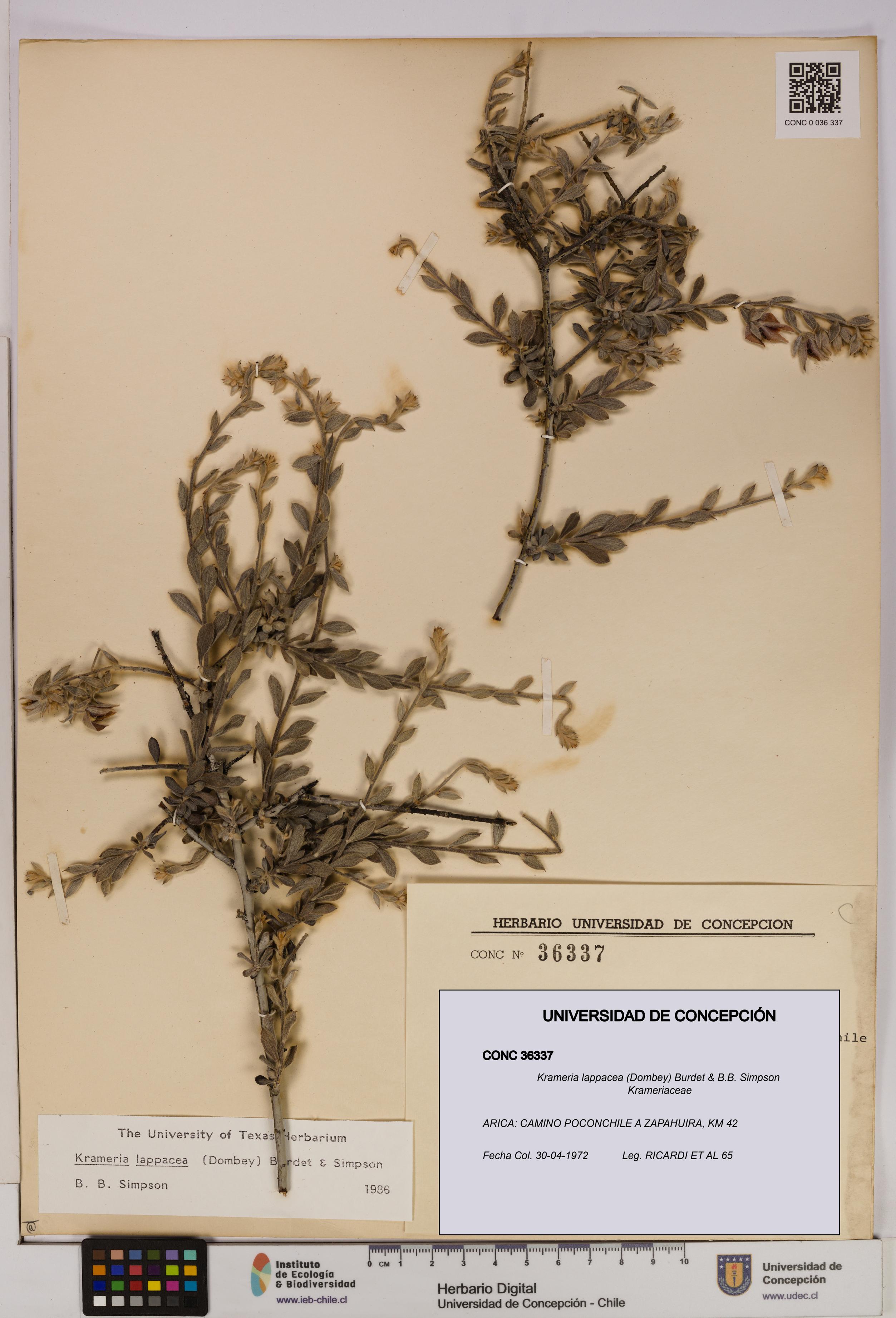 Krameria lappacea [Espécimen: UDEC:CONC:0036337]