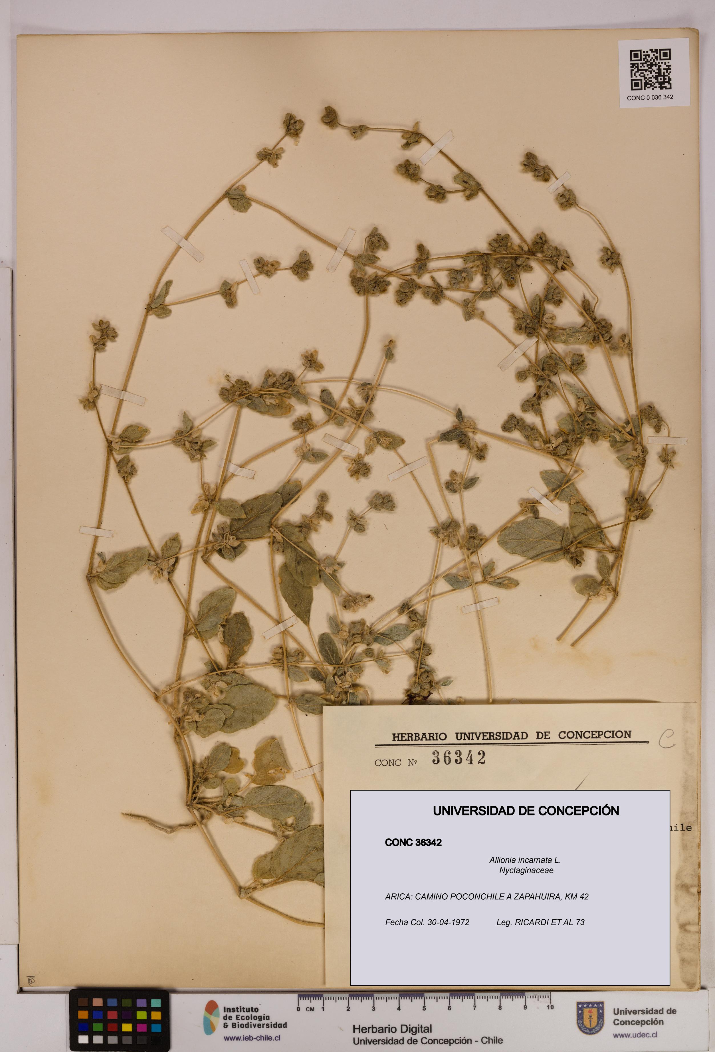 Allionia incarnata [Espécimen: UDEC:CONC:0036342]