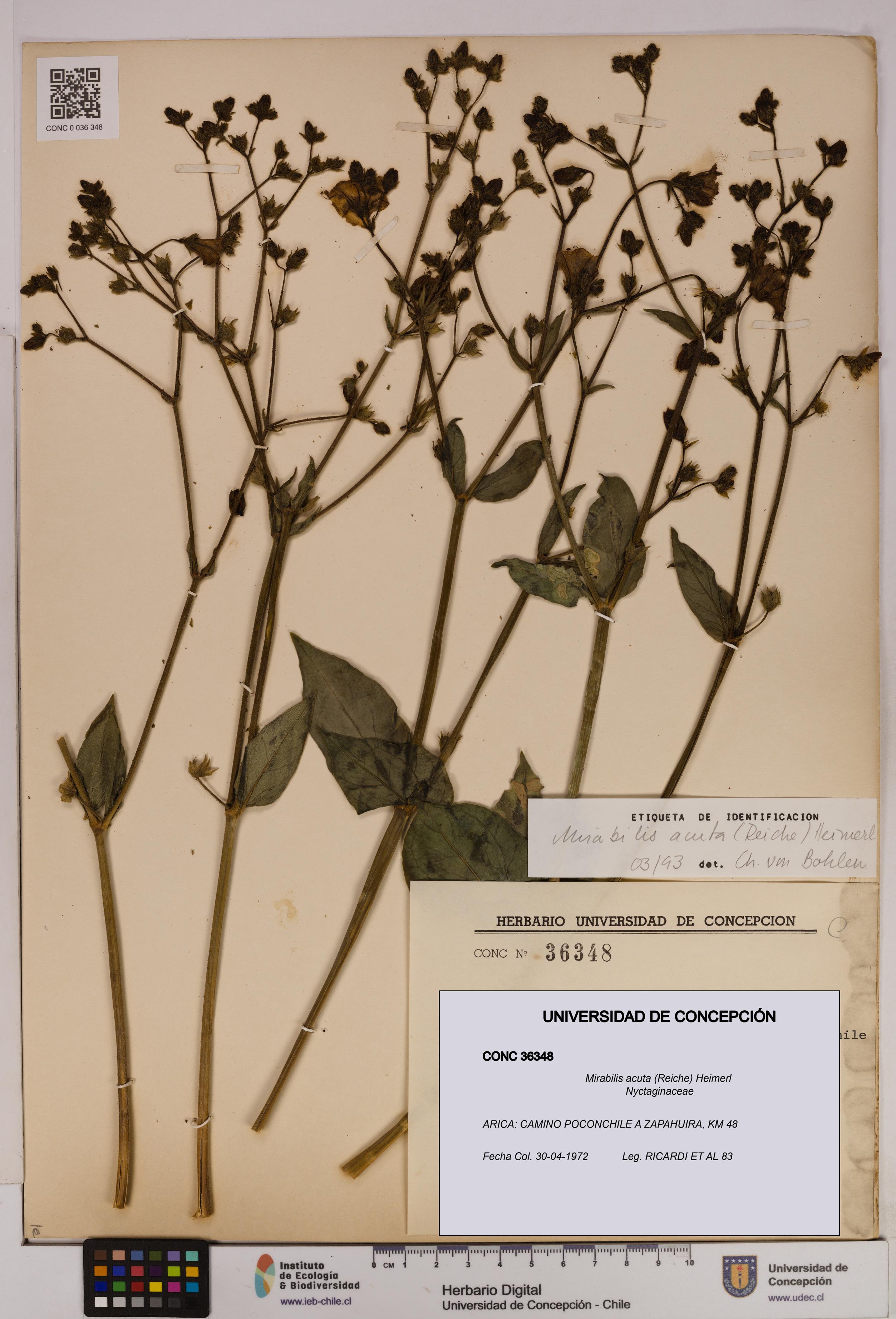 Mirabilis acuta [Espécimen: UDEC:CONC:0036348]