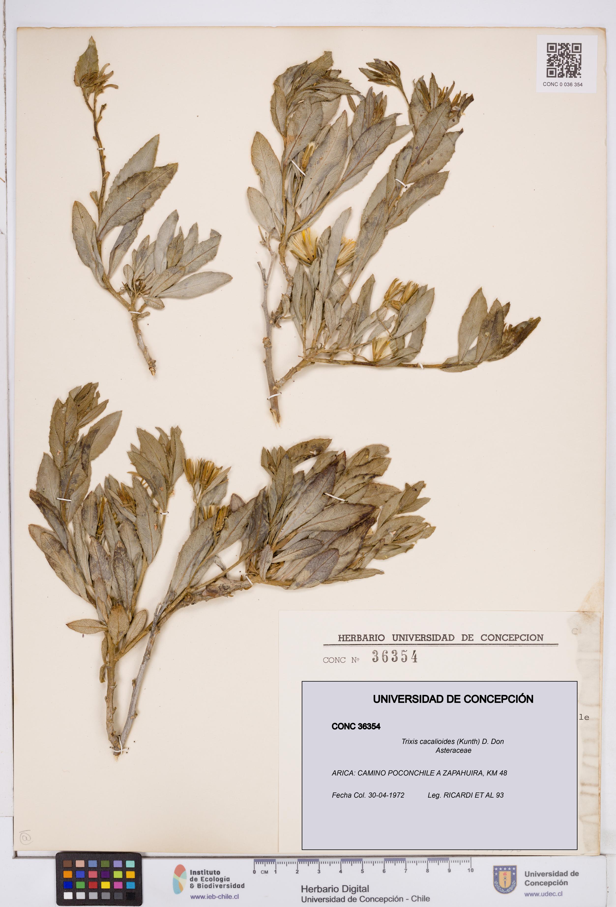 Trixis cacalioides [Espécimen: ]