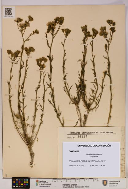 Helogyne apaloidea [Espécimen: UDEC:CONC:0036357]