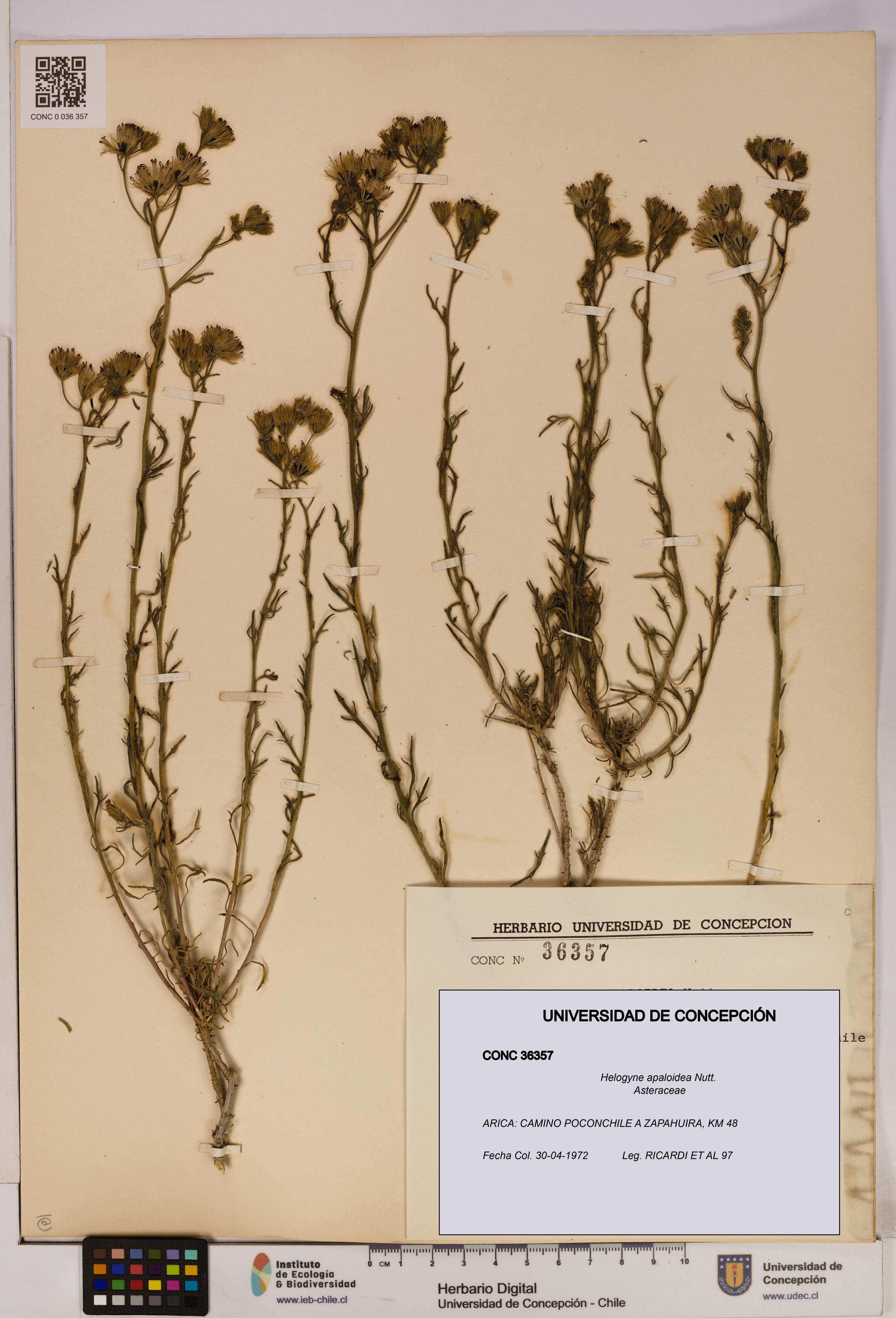 Helogyne apaloidea [Espécimen: UDEC:CONC:0036357]