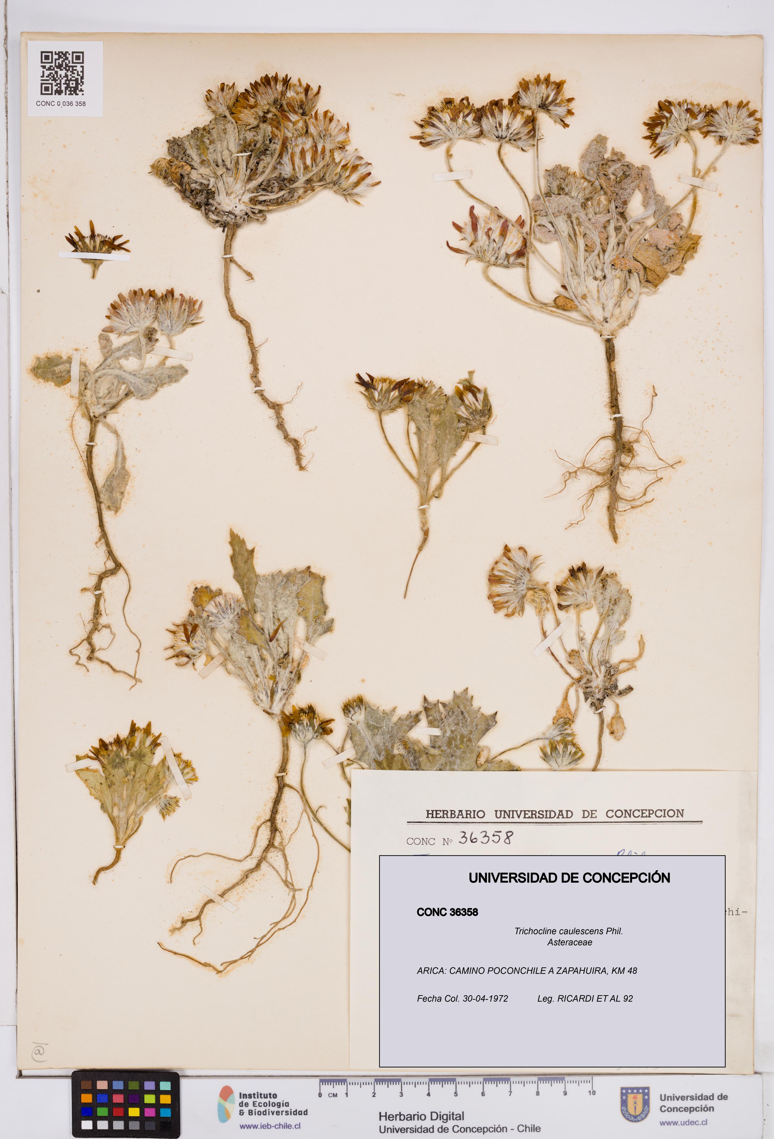 Trichocline caulescens [Espécimen: ]