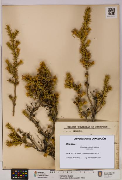 Chuquiraga kuschelii [Espécimen: UDEC:CONC:0036364]