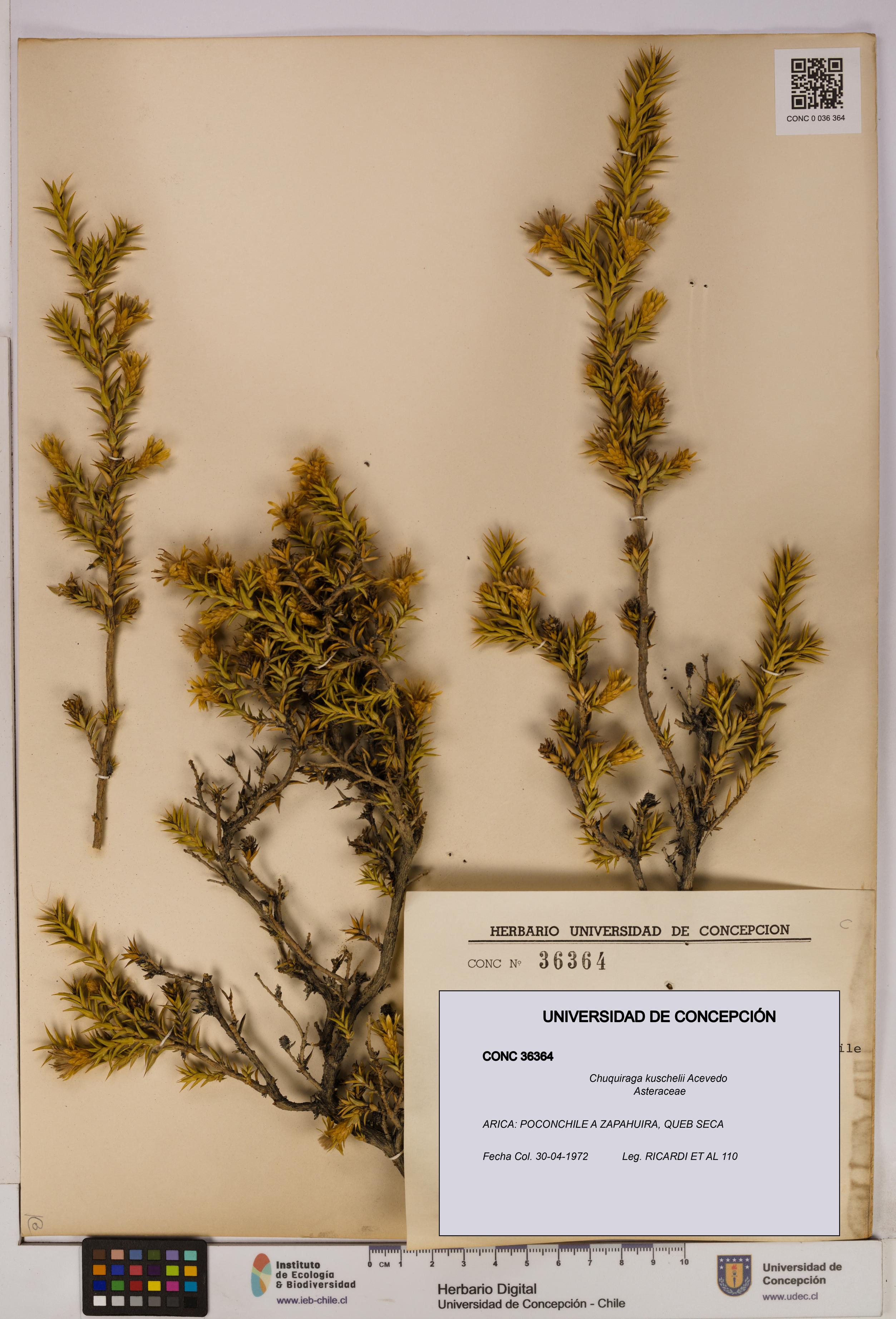 Chuquiraga kuschelii [Espécimen: UDEC:CONC:0036364]