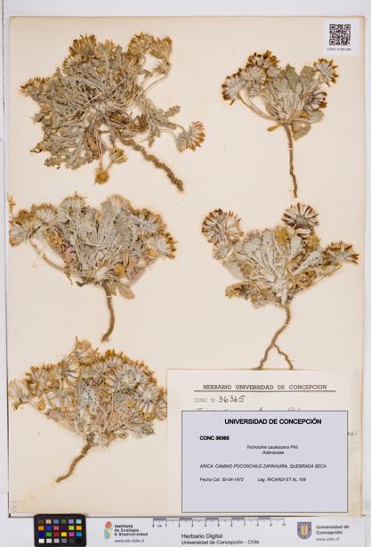 Trichocline caulescens [Espécimen: ]