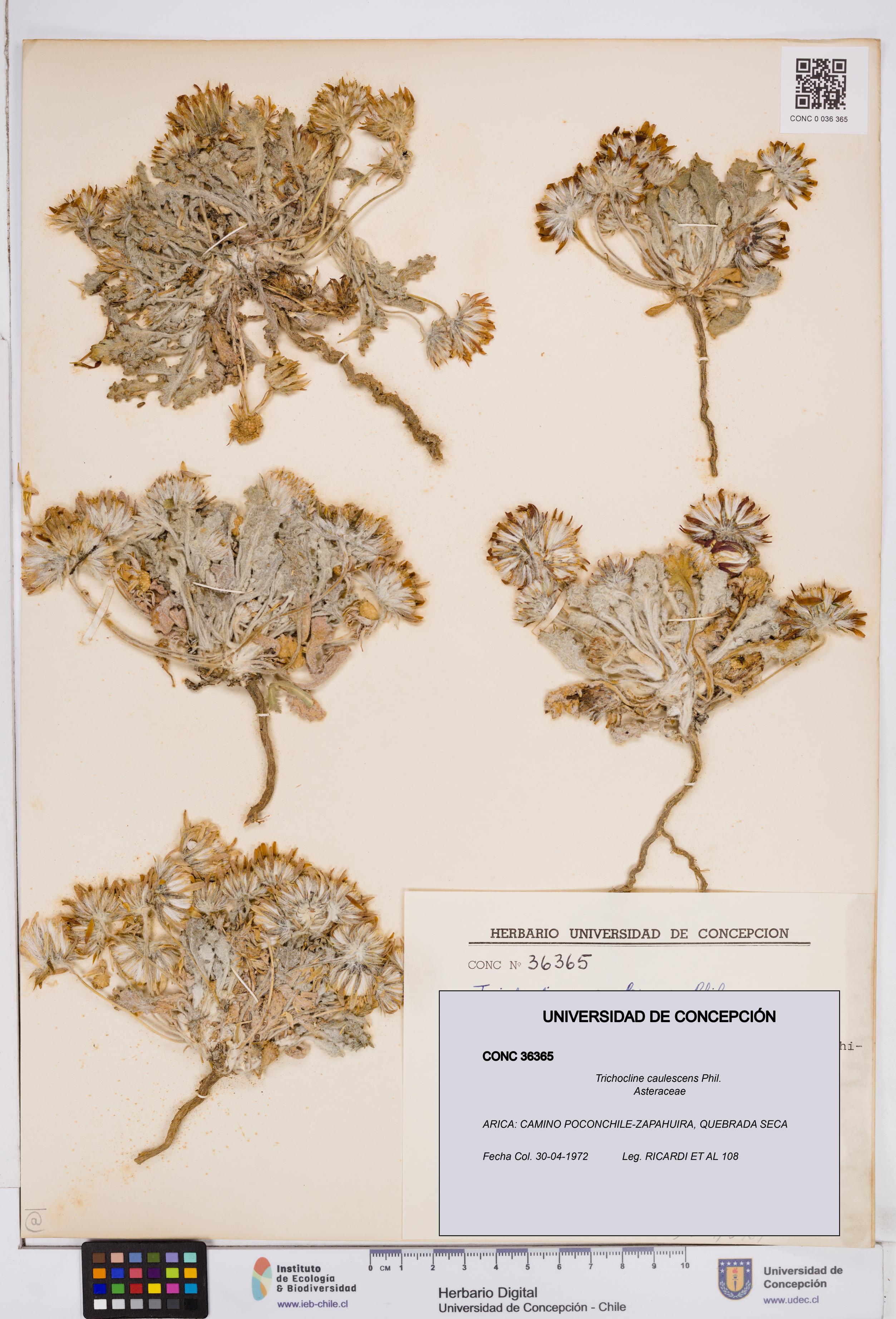 Trichocline caulescens [Espécimen: ]