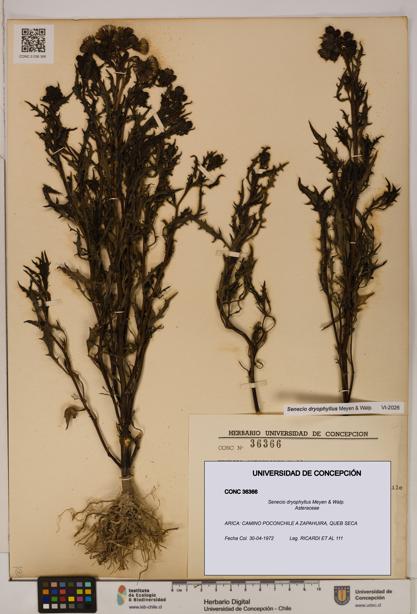Senecio dryophyllus [Espécimen: UDEC:CONC:0036366]