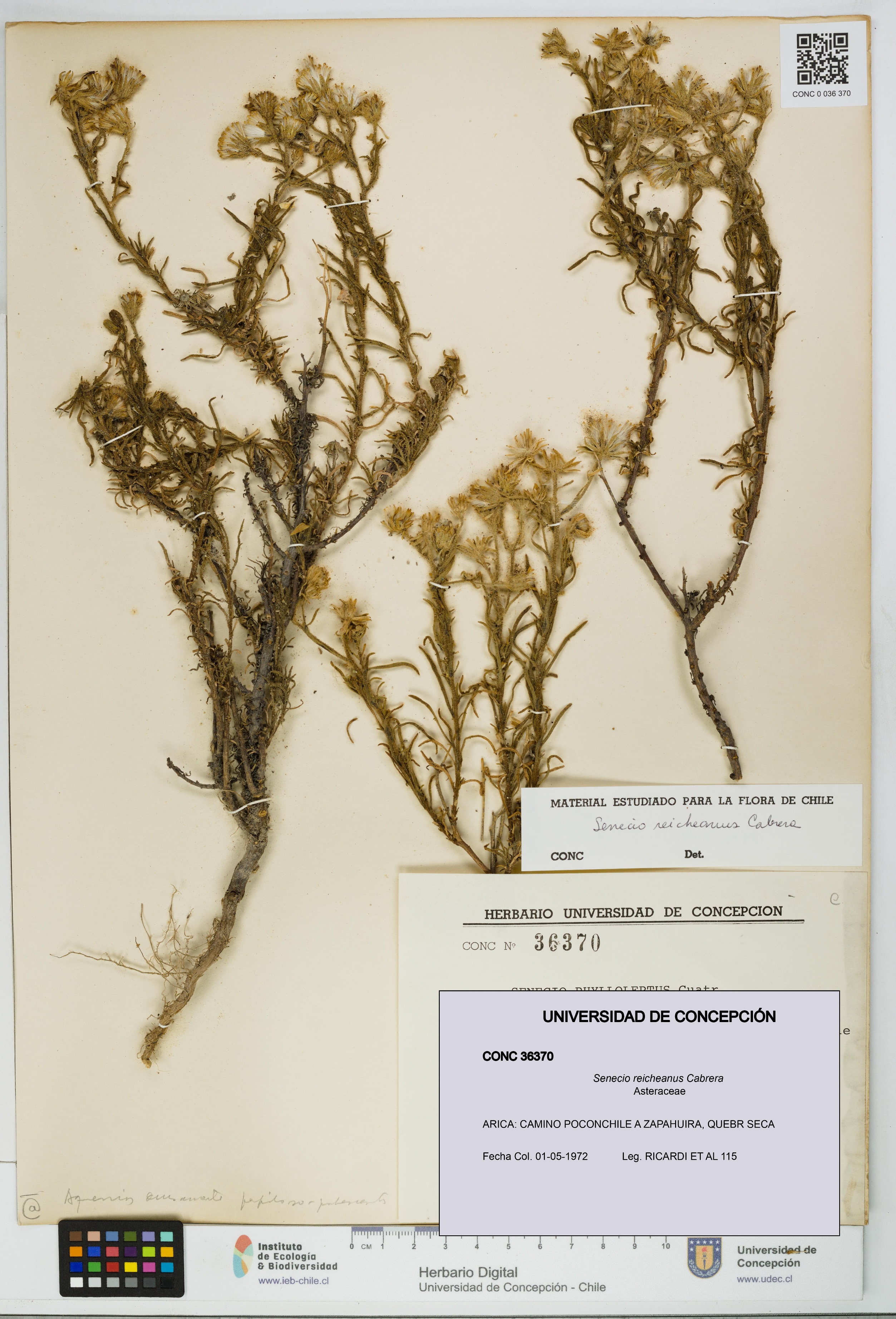 Senecio reicheanus [Espécimen: UDEC:CONC:0036370]