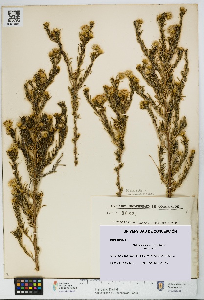 Diplostephium tacorense [Espécimen: UDEC:CONC:0036371]