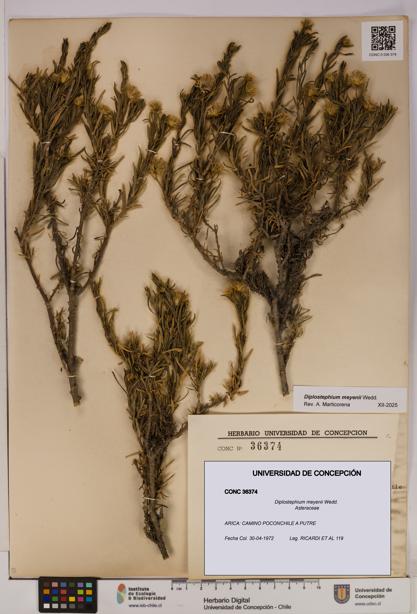 Diplostephium meyenii [Espécimen: UDEC:CONC:0036374]