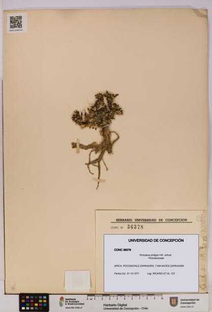 Portulaca philippii [Espécimen: UDEC:CONC:0036378]
