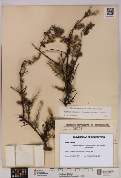 Krameria lappacea [Espécimen: UDEC:CONC:0036379]