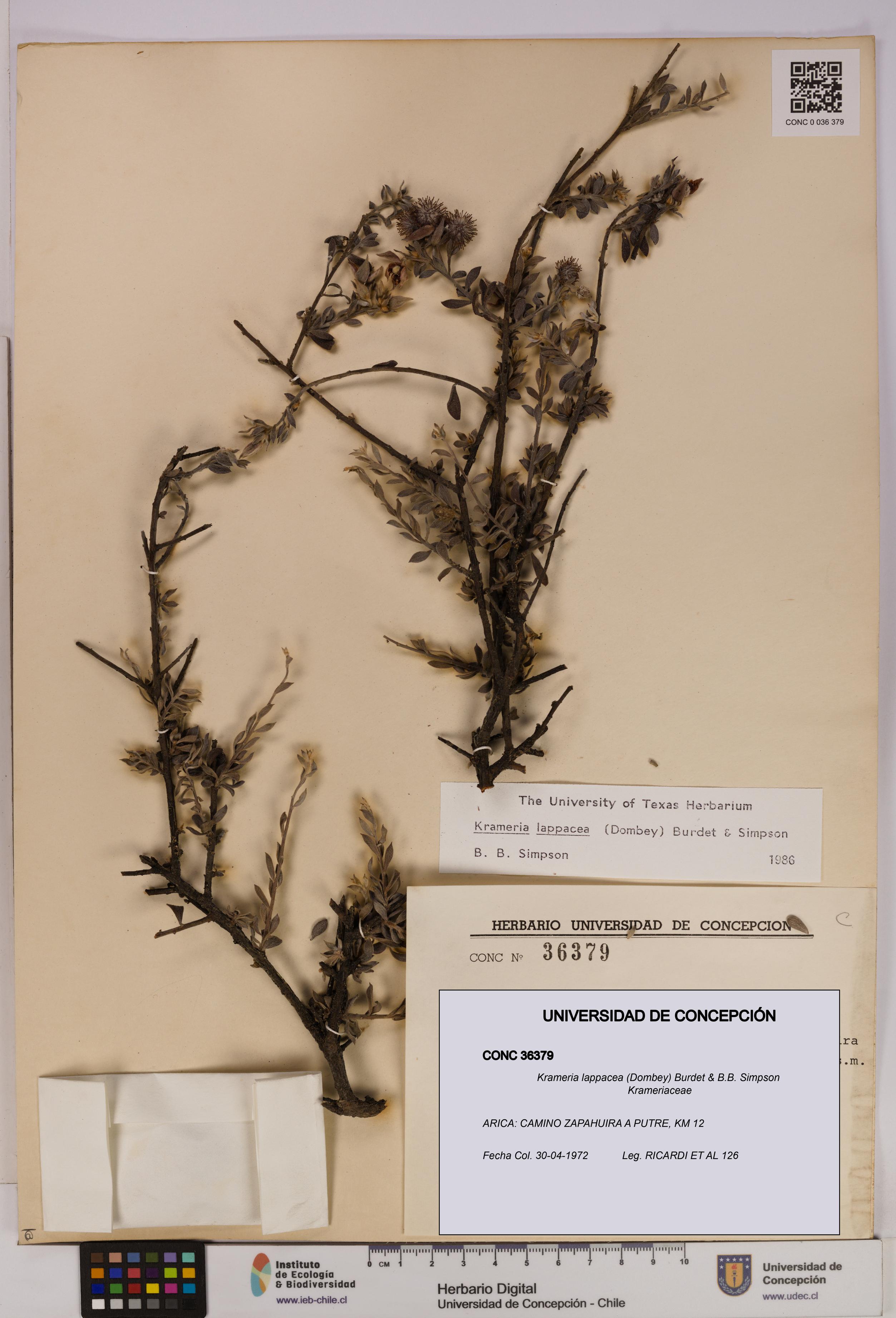 Krameria lappacea [Espécimen: UDEC:CONC:0036379]