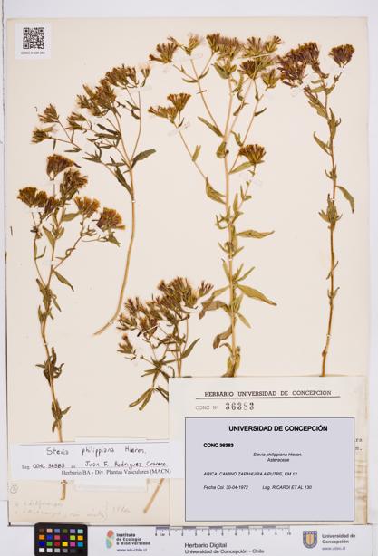 Stevia philippiana [Espécimen: ]