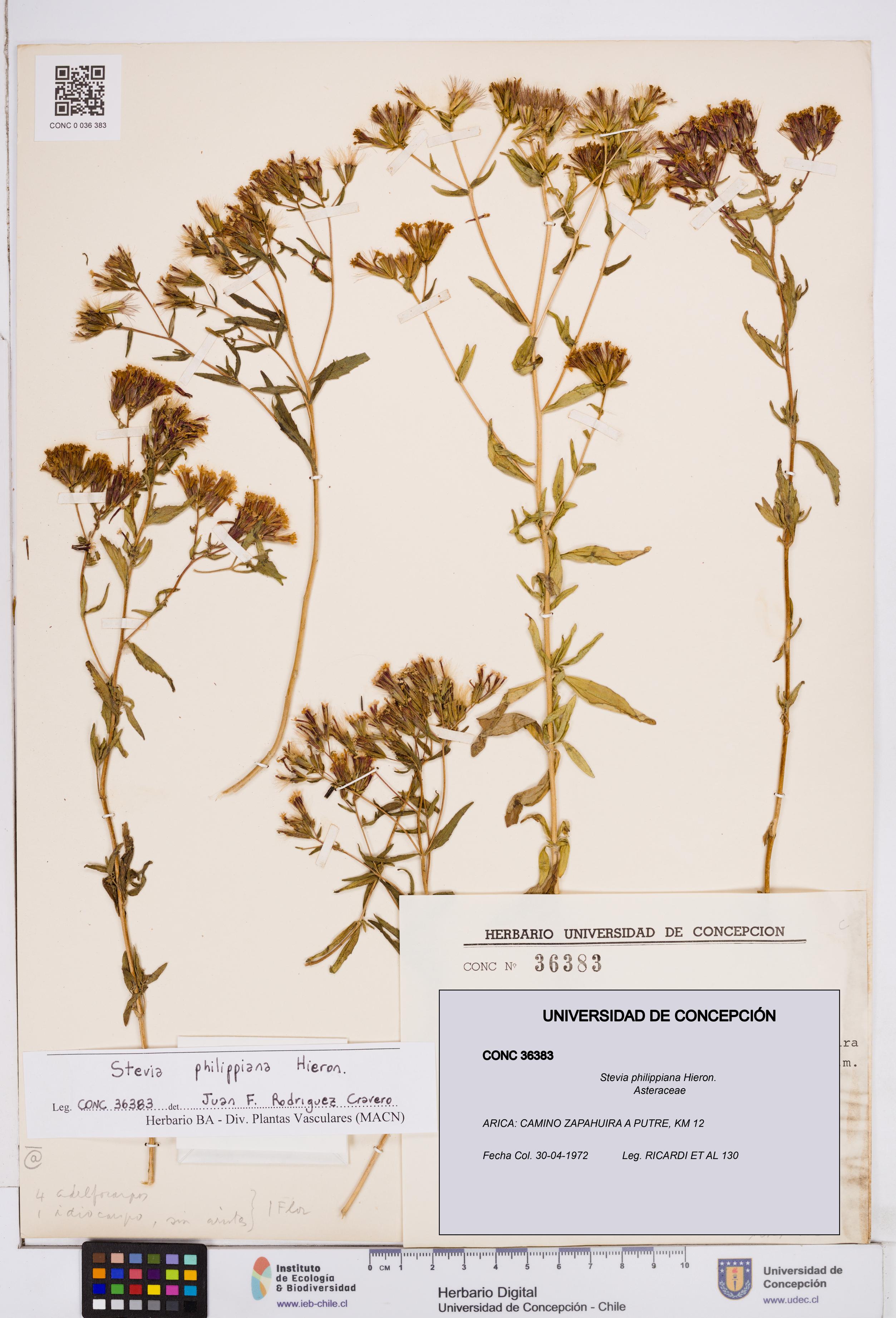 Stevia philippiana [Espécimen: ]