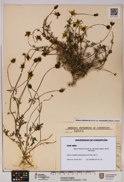 Bidens triplinervia [Espécimen: UDEC:CONC:0036384]