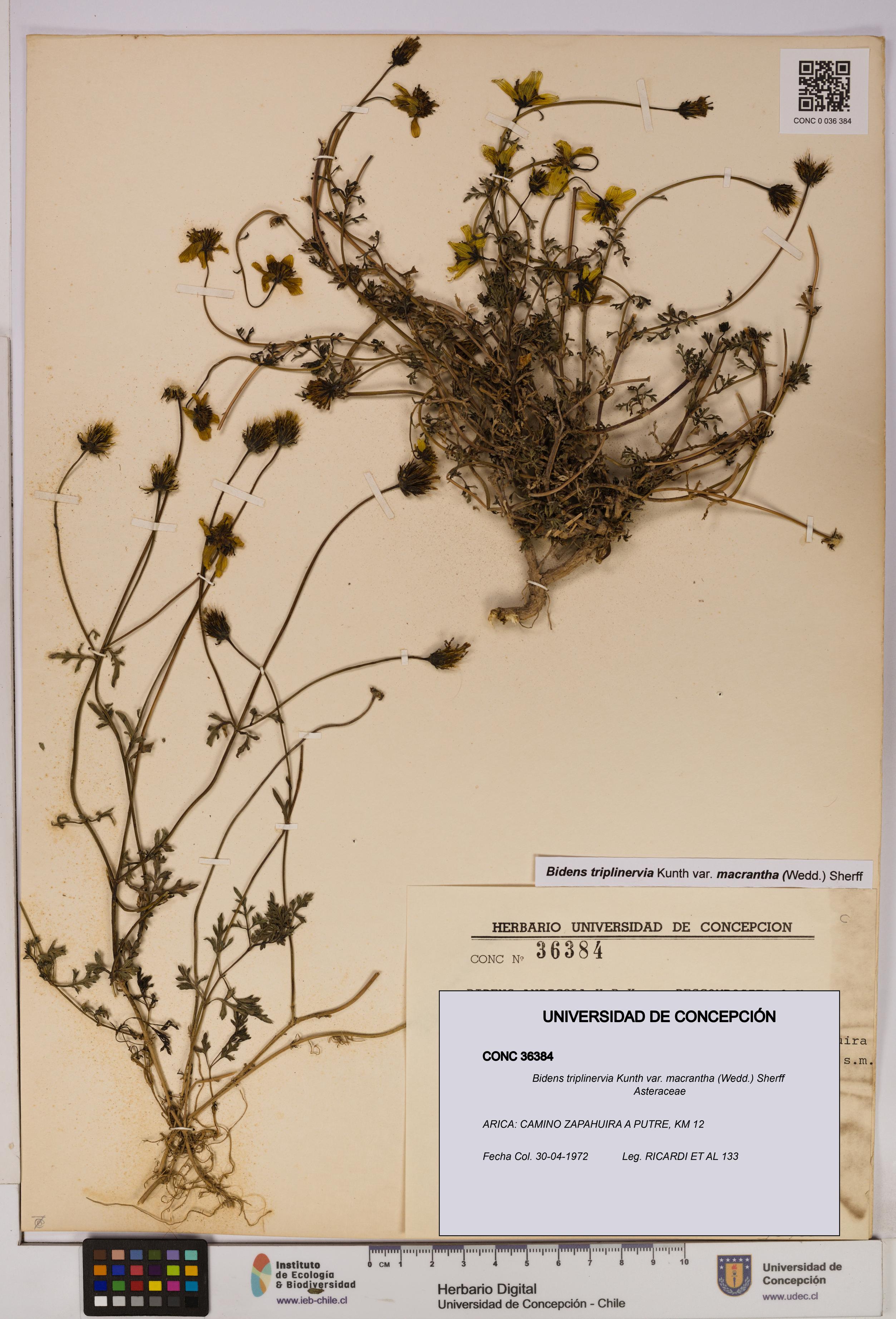Bidens triplinervia [Espécimen: UDEC:CONC:0036384]
