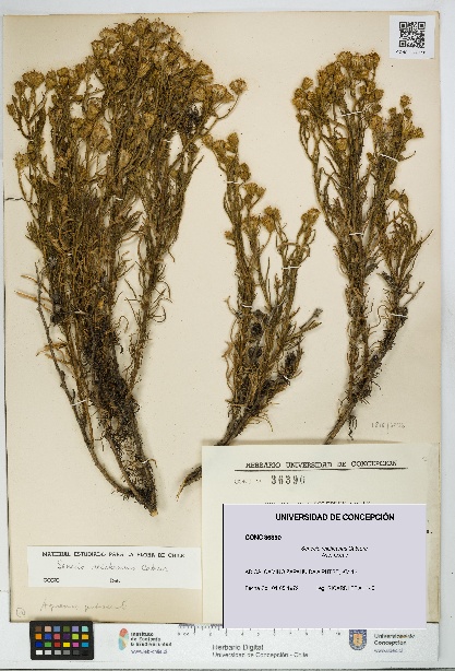 Senecio reicheanus [Espécimen: UDEC:CONC:0036390]