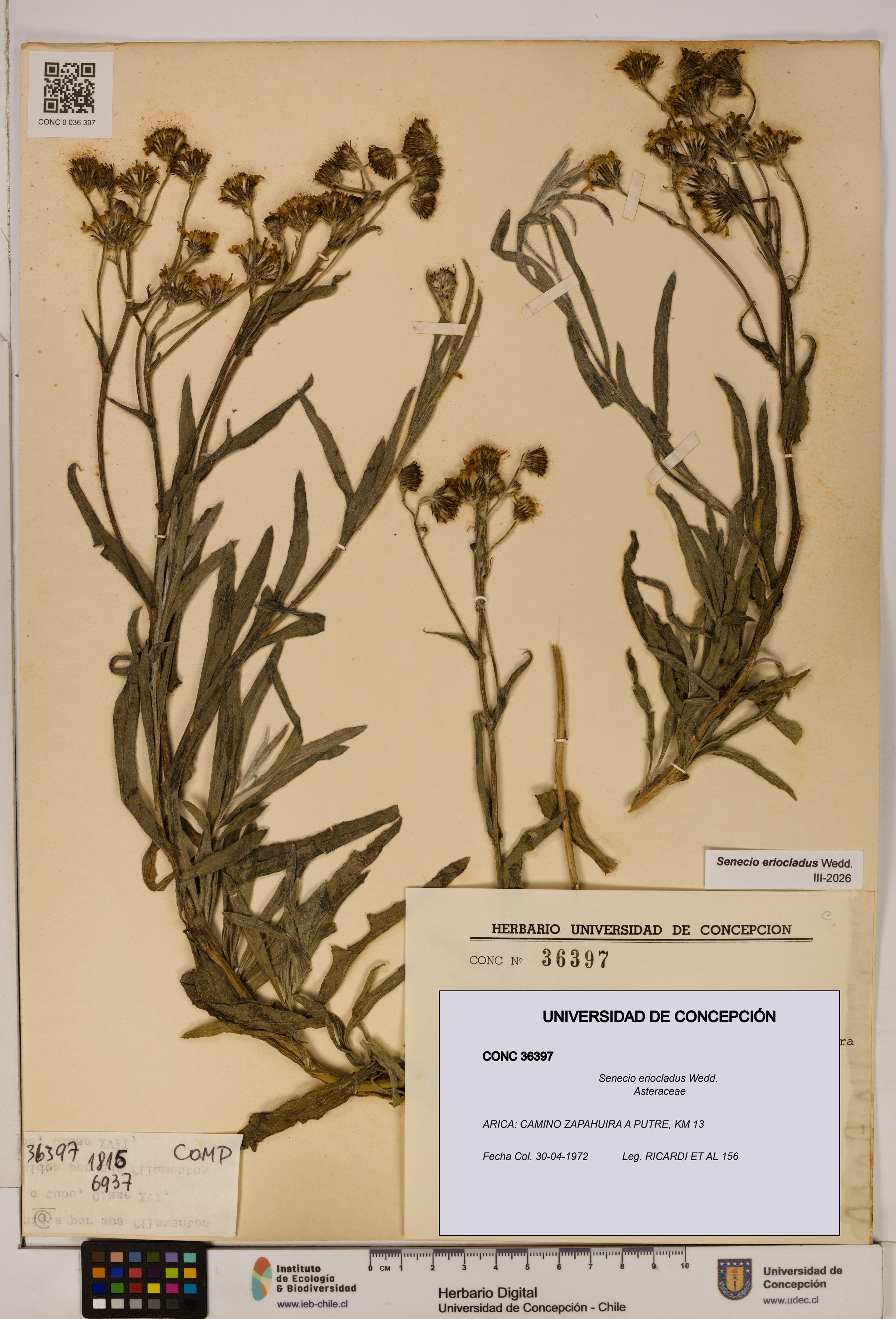 Senecio eriocladus [Espécimen: UDEC:CONC:0036397]