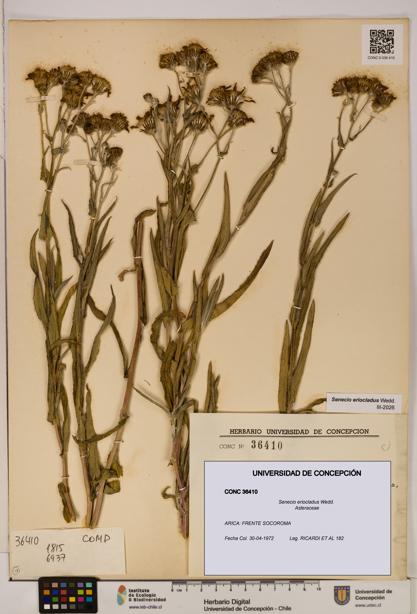 Senecio eriocladus [Espécimen: UDEC:CONC:0036410]