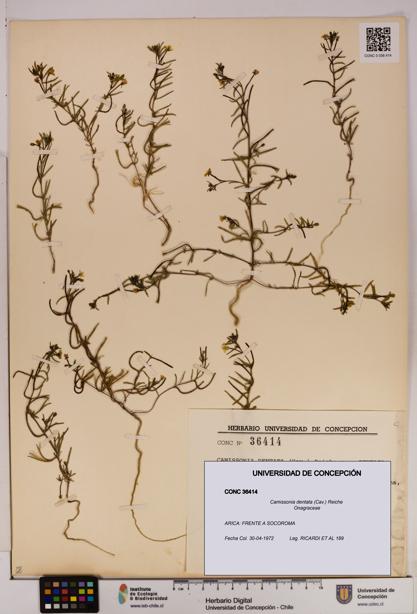 Camissonia dentata [Espécimen: UDEC:CONC:0036414]